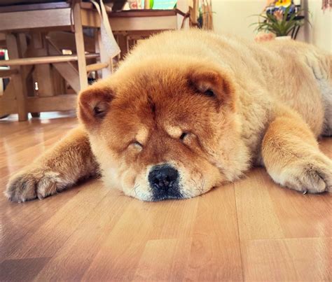 Husky X Chow Chow Selecting Pups For My Subscribers | Husky, Chow Chow