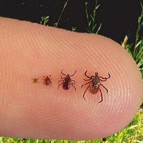 Mosquito.Buzz | Tick Life Cycle