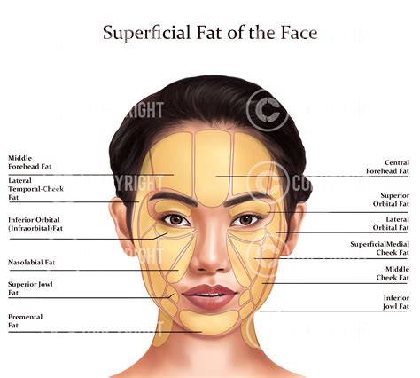 Superficial Fat Pads of the Face Sakura Digital Download | Nita McEvoy