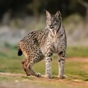 Iberian Lynx - Facts, Diet, Habitat & Pictures on Animalia.bio