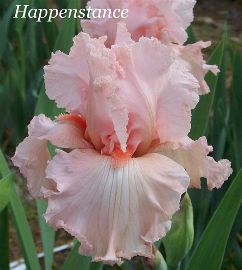 Happenstance Coupon Code 8