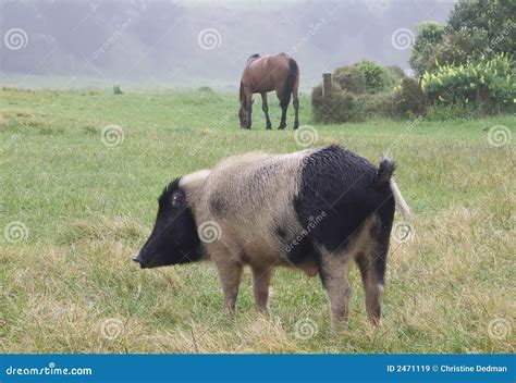 Cavalo Comendo A Porca - Porco e cavalo imagem de stock. Imagem de animais, nave - 2471119