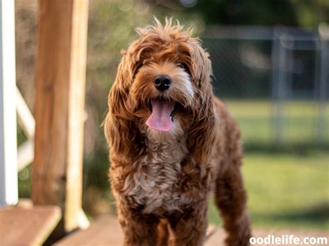 Chocolate Cockapoo Guide (With Photos!) - OodleLife®