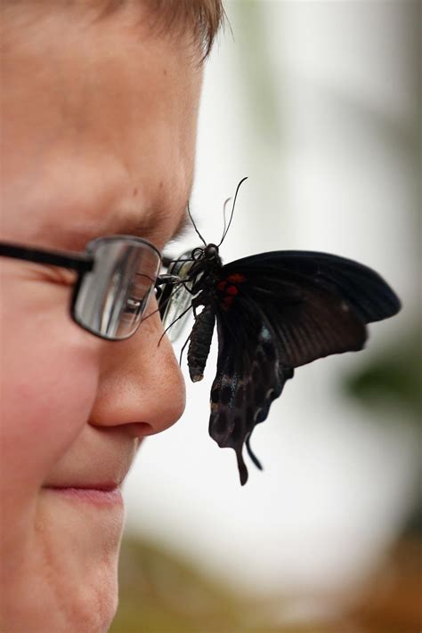 Sensational butterflies exhibit at London's Natural History Museum