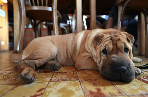 Restaurant met hond: hondvriendelijke restaurants en tips - Hondtrainen.nl