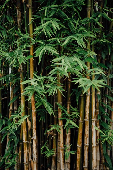 Porn Bamboo