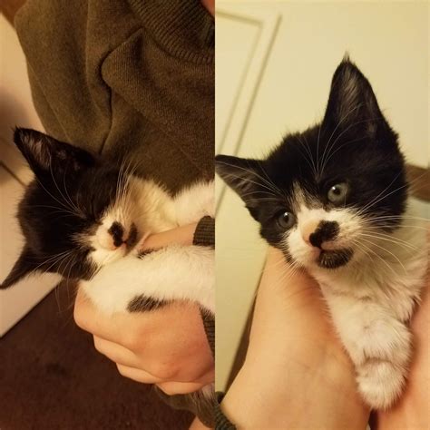 15 Top Pictures Cat Adoption Near Me Cheap - Cat Rescue Near Me