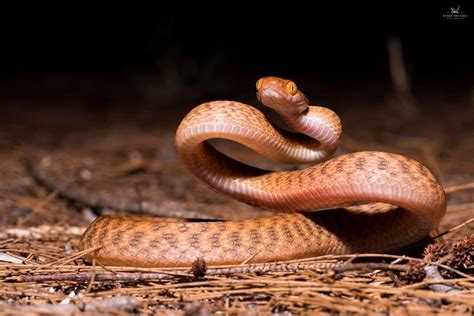 brown tree snake