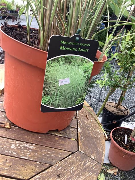 Miscanthus Morning Light 7.5L - Woodcroft Landscapes