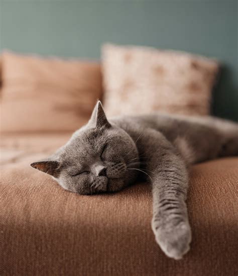 do cats sleep with their eyes open 3