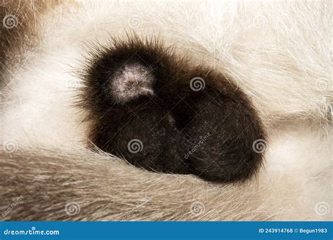 how much to fix female cat