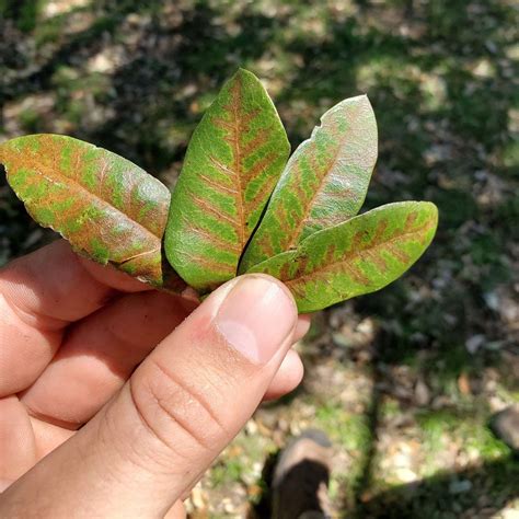 Aabear Tree | Oak Wilt Treatment Near Liberty Hill, Georgetown, TX