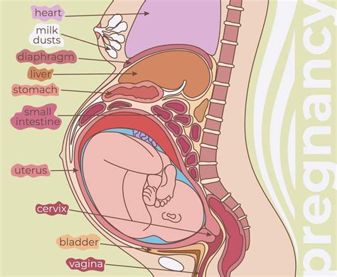 Diagrama Do Utero Durante A Gravidez Ciclo Menstrual: O Que é, Fases,