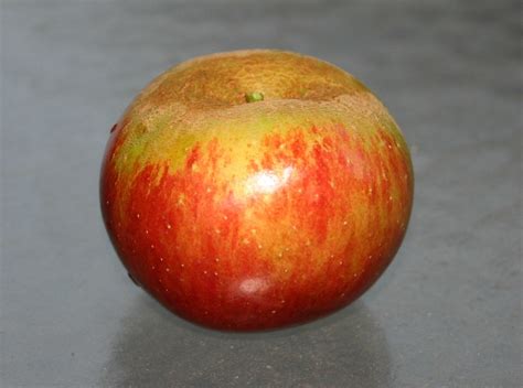 akane apple general fruit growing growing fruit
