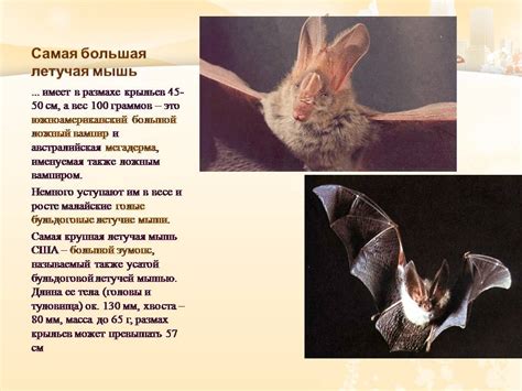 Летучая мышь - Презентации по биологии