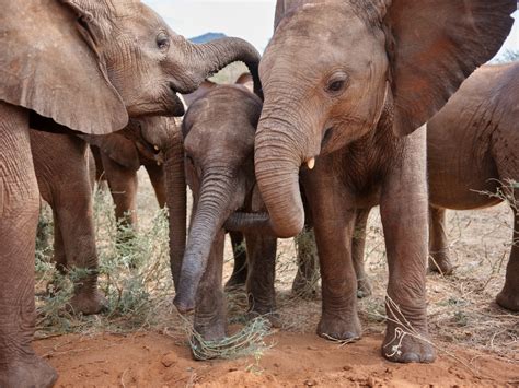 Wild Elephants Live Longer Than Their Zoo Counterparts | National