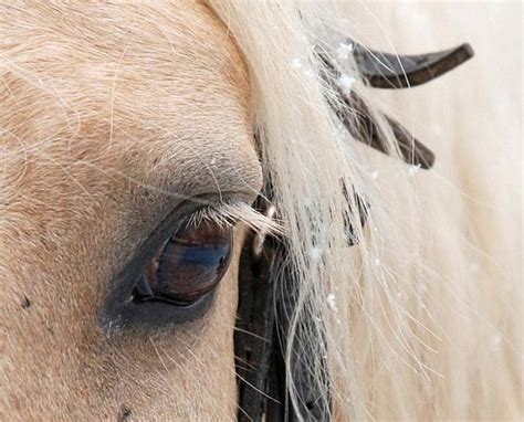 Macro photography. The best of the best (85 pics) - Izismile.com