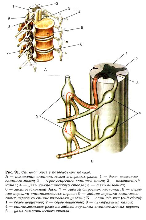 Строение нервной системы. Спинной мозг — Гипермаркет знаний