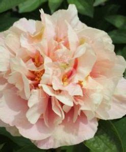 Paeonia-Pioen Triphena Parking | R2 Flowers - aanbod