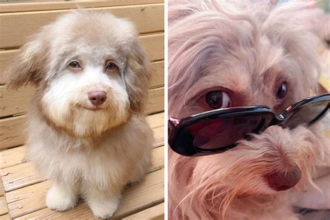 This Dog Has A Human-Like Face, And It’s Creating A Buzz Online | Bored ...