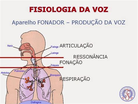 O Que Significa Voz - Voz e Fonoaudiologia
