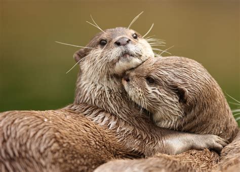 Otters Holding Hands: A Fascinating Display of Affection