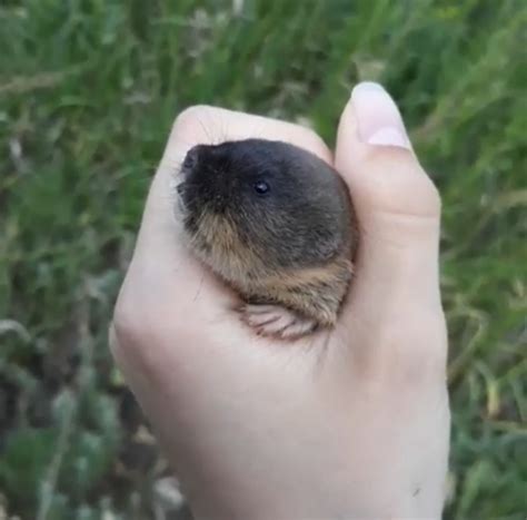 Обыкновенная слепушонка (Животный мир Дагестана) · iNaturalist