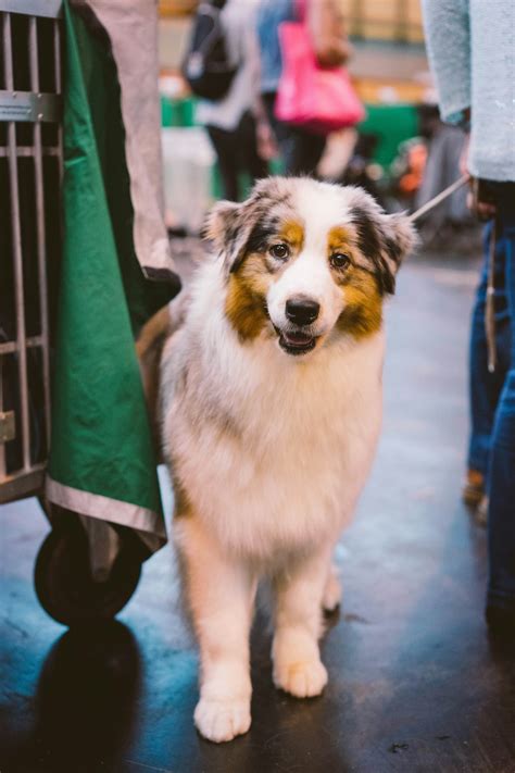 Why Short-Haired Australian Shepherds Make Ideal Companions