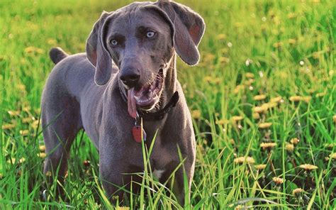 Weimaraner Wallpapers - Wallpaper Cave
