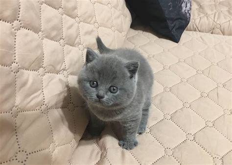 Обяви за котки