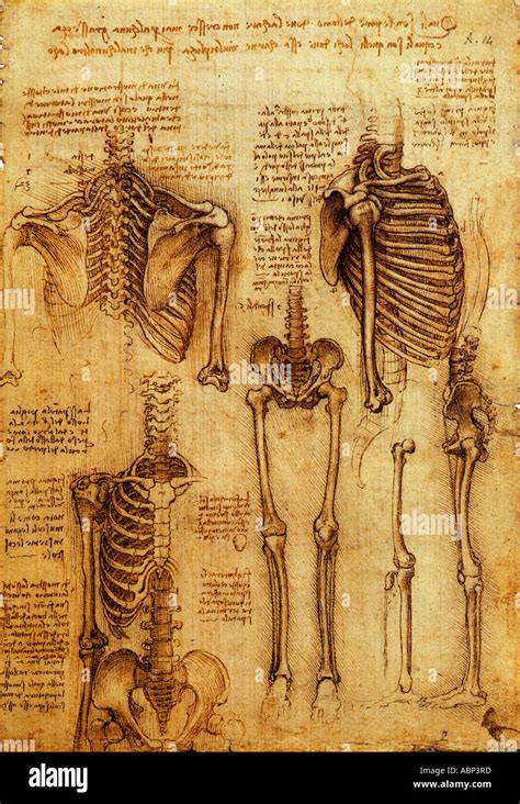 Leonardo Da Vinci E Anatomia - Anatomia Leonardo Da Vinci - RETOEDU