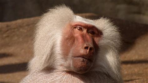 white coated baboon  stock photo