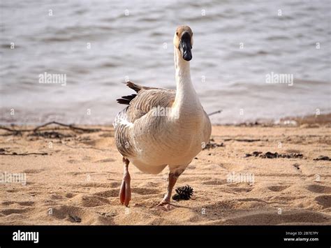 Hobbling Photographer Shoots Hobbling Goose Stock Photo - Alamy
