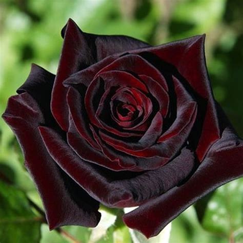 R Black Baccara kw