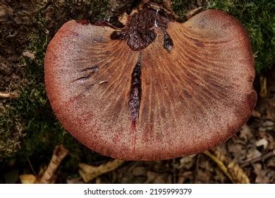 Beefsteak Fungus: Over 333 Royalty-Free Licensable Stock Photos ...