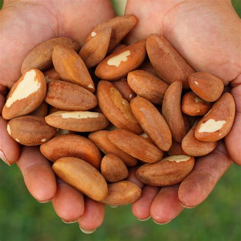 SATVIKK BRAZIL NUTS 100G SPL - Satvikk