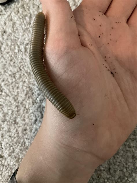 Any tips on sex identification for my Smokey ghost pedes? : r/millipedes