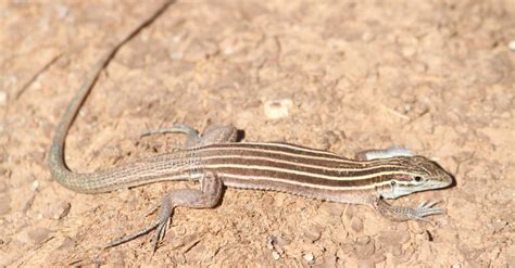 Whiptail Lizard Pictures - AZ Animals