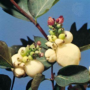 Snowberry | Shrub, Edible Fruit, Evergreen | Britannica
