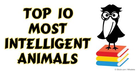 Discover the 10 Most Intelligent Animals in the World Today - Hunter Games Magazine