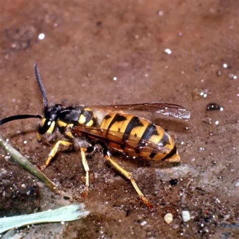 Vespula germanica - Facts, Diet, Habitat & Pictures on Animalia.bio