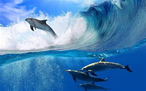 Delfin HD Wallpaper | Hintergrund | 2560x1600 | ID:347434 - Wallpaper Abyss