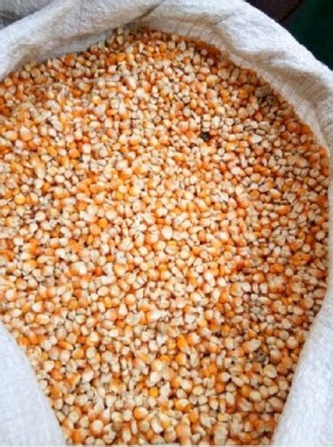 organic yellow corn seed   price  gurugram suraj bhan raj kumar