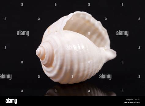 single white sea shell isolated  black background stock photo alamy