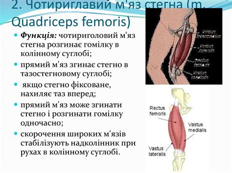 Функціональна анатомія нижньої кінцівки - презентация онлайн