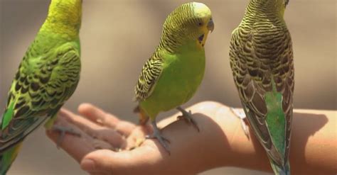 parakeets   persons hand  stock video footage royalty