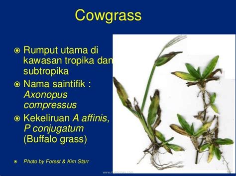 jenis rumput liar  malaysia