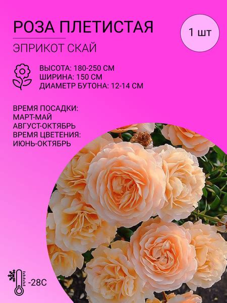 Роза Плетистая роза_Эприкот Скай - купить по выгодным ценам в интернет ...