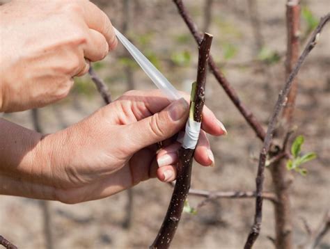 Прививка яблони весной – 5 шагов для начинающих | Садовый рай 🌱 | Дзен