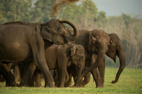 Can elephants be ‘restricted’ to forests?
